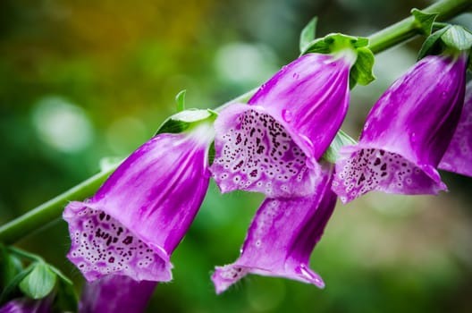 Beautiful flowers purple Foxglove