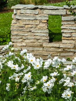 White  flower on a bed with other plants, close-up