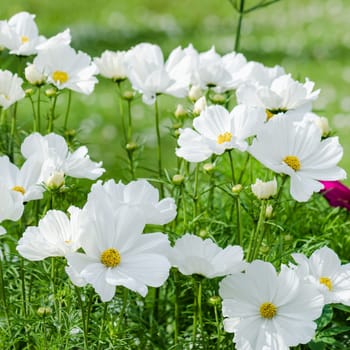 White  flower on a bed with other plants, close-up
