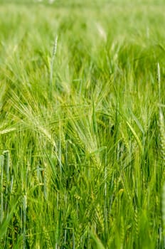 young wheat on farm land, close-up