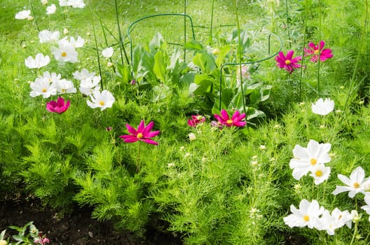 White  flower on a bed with other plants, close-up