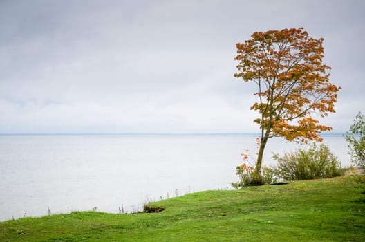 Maple with fallen down leaves on seacoast