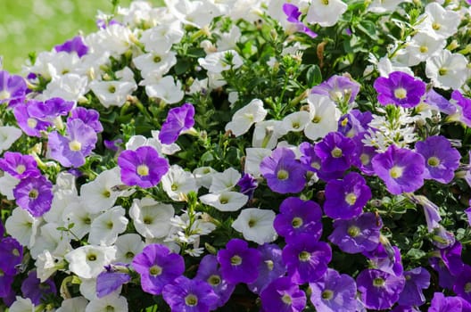 Beautiful white and purple petunia flowers close up