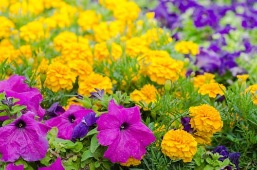 Background of multicolored flowers in summer