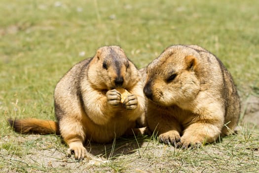 Couple of funny marmots with bisquit on the green grass (Ladakh, India)