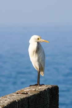 Igret bird against blue Arabian sea (Kerala, India)