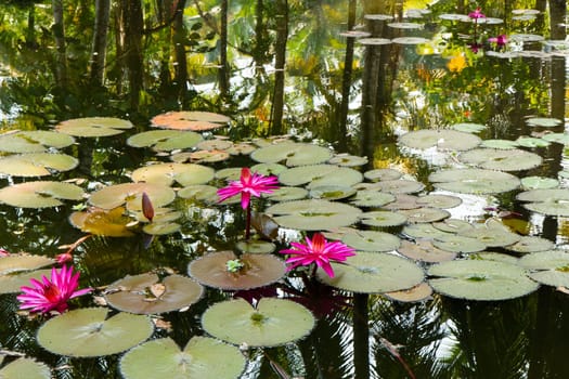 Water lily in the lagoon with reflections of the surrounding rain forest (Kerala, India)