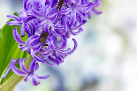 blooming hyacinth flowers (hyacinthus)