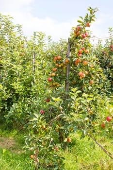Red apples on apple tree branch