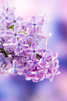 Blooming lilac flowers. Macro photo.