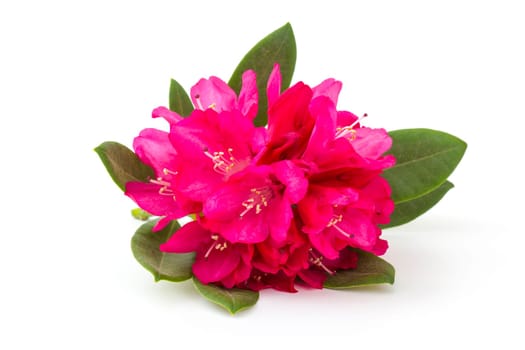 rhododendron
