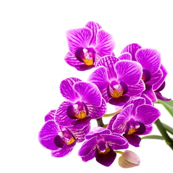 Beautiful pink orchid  - phalaenopsis