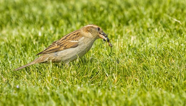Female sparrow eating an insect while standing on the green grass