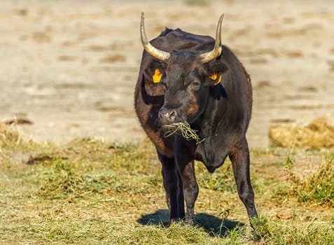 Camargue cattle breed in a meadow, France