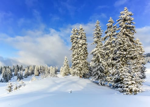 Fir trees in Jura mountain in winter, Switzerland