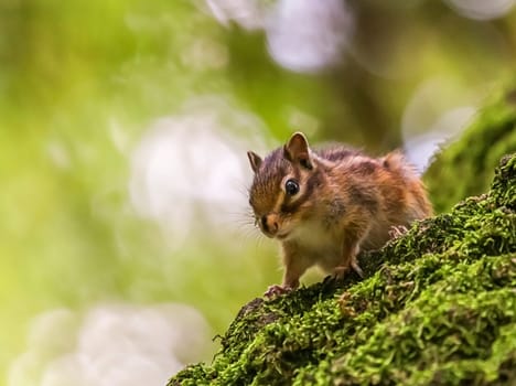 Siberian or common chipmunk squirrel, eutamias sibiricus standing on a tree trunk