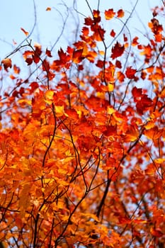 Beautiful yellow and red leaves on an autumn bush
