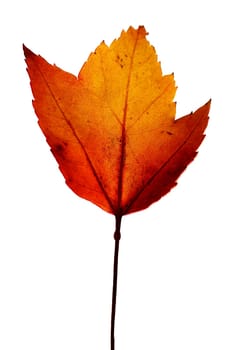 Beautiful yellow and red leaves on an autumn bush