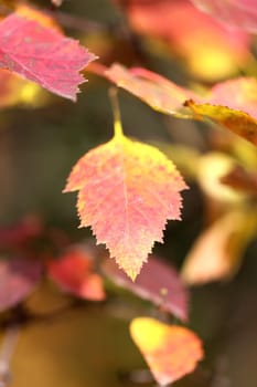 Beautiful yellow and red leaves on an autumn bush