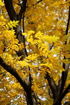 Beautiful yellow and red leaves on an autumn bush
