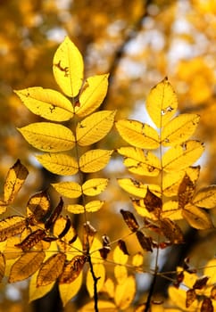 Beautiful yellow and red leaves on an autumn bush