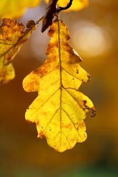 Beautiful yellow and red leaves on an autumn bush