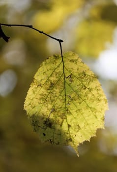 Beautiful yellow and red leaves on an autumn bush