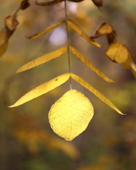 Beautiful yellow and red leaves on an autumn bush