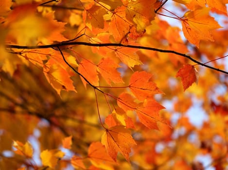 Beautiful yellow and red leaves on an autumn bush