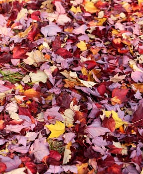 Beautiful yellow and red leaves on an autumn bush