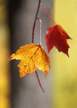 Beautiful yellow and red leaves on an autumn bush
