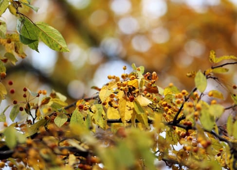 Beautiful yellow and red leaves on an autumn bush