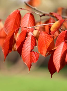 Beautiful yellow and red leaves on an autumn bush