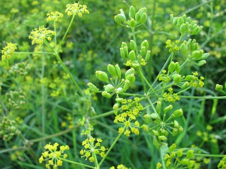 Fennel,Foeniculum vulgare