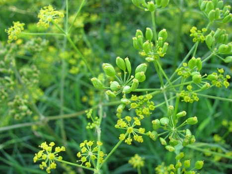 Fennel,Foeniculum vulgare