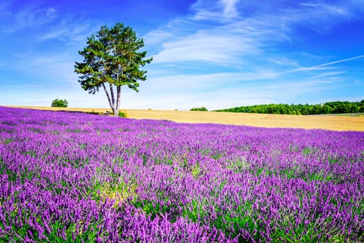 Lavender field in Provence, near Sault, France