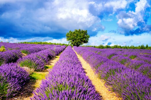 Lavender field in Provence, near Sault, France