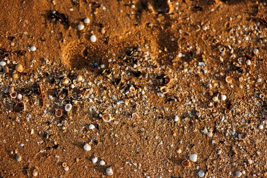beach with shelly sand and cockleshells at sunset