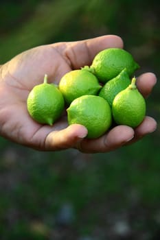 beautiful woman collecting  fresh lemon from tree