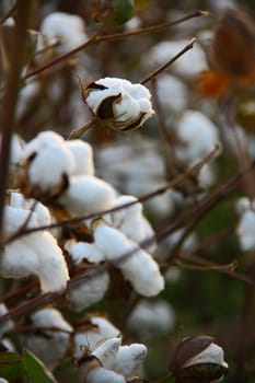 collecting cotton from field at sunset