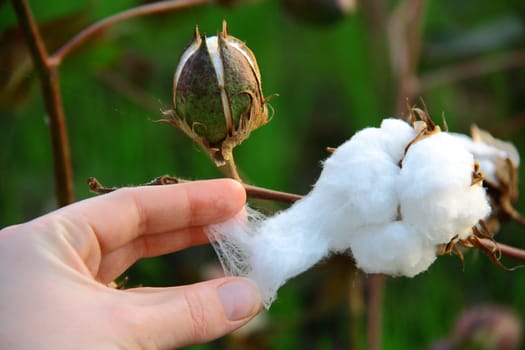 collecting cotton from field at sunset