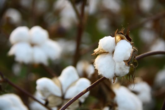 collecting cotton from field at sunset