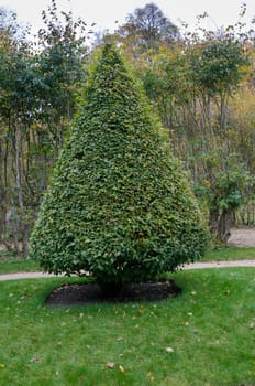 one little beutiful tree in the park on the grass