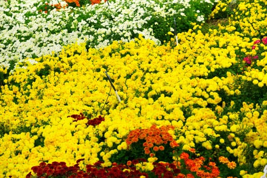 Garden flowers background