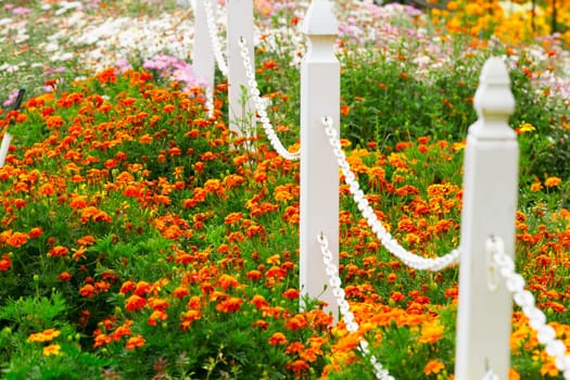 Garden flowers background