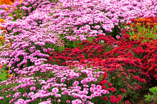 Garden flowers background