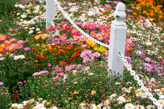 Garden flowers background