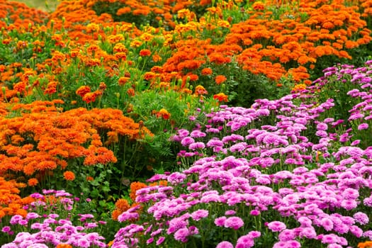 Garden flowers background