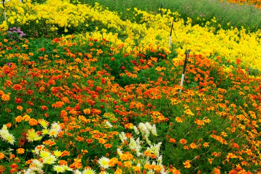 Garden flowers background