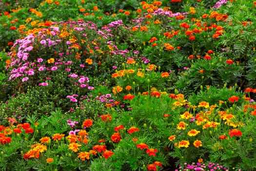Garden flowers background